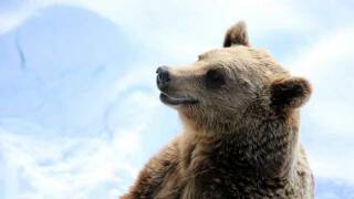 Проснувшиеся от спячки медведи могут искать пропитание возле населенных пунктов
