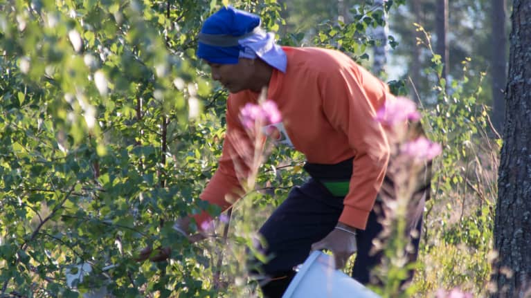 TEM: со следующего года сезонная работа по договору станет основным способом для сборщиков ягод приехать в Финляндию