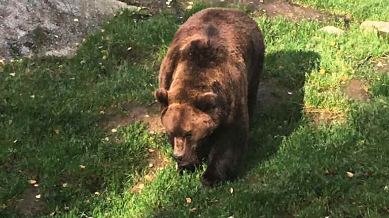 В Яхтяри застрелили медведя, разгуливающего по жилым районам