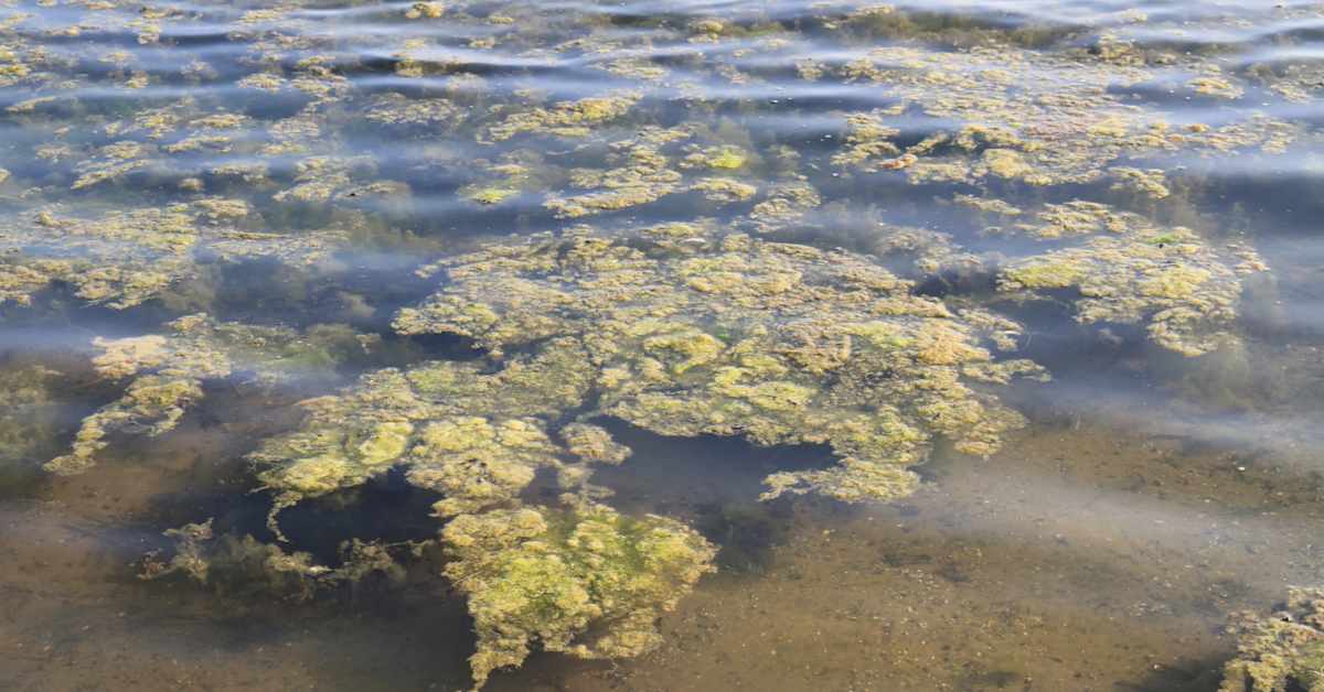 Архипелаговое море прогрелось быстрее обычного – на воде замечено исключительно большое скопление мертвых водорослей