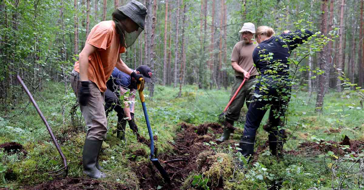 Принят регламент ЕС по восстановлению экосистем – дорогостоящее для Финляндии, но важное для природы решение