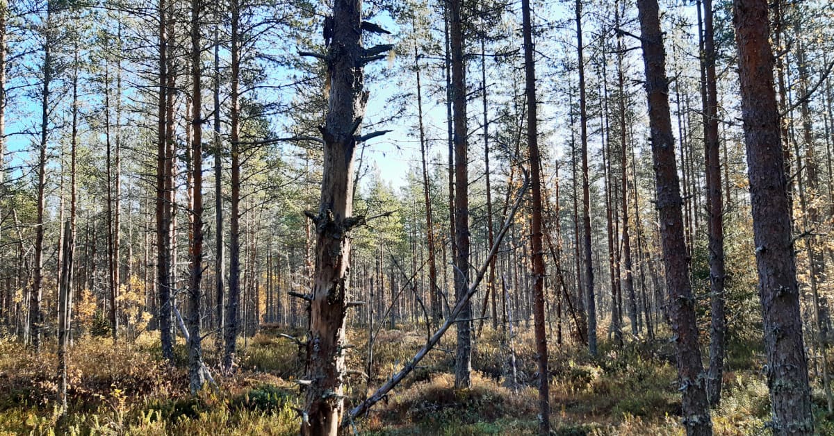 Решение правительства исключает леса Южной Финляндии из списка охраняемых – эксперт: это противоречит требованиям ЕС