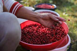 Министр труда: Таиланд условно одобрил выезд сборщиков ягод в Финляндию