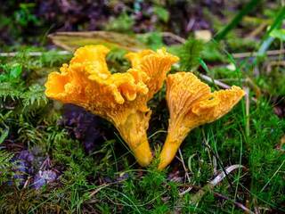 Осенью обещают грибной рай – если хотите найти наилучшие грибные места, смотрите на окружающие деревья