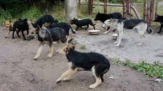Пограничники получили разрешение на отстрел cтаи бродячих собак из России – очевидец уже слышал выстрел