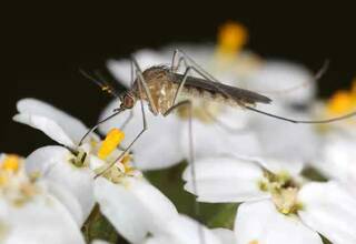 В Финляндии обнаружили редкого комара – он распространяет не поддающийся лечению вирус