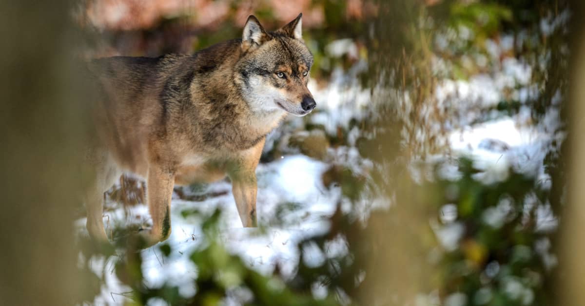 В Юго-Восточной Финляндии застрелили волкособа