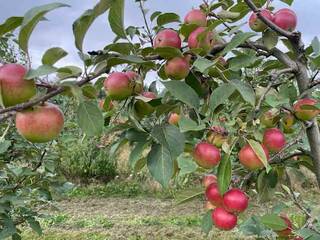 Яблоки созрели раньше обычного – сейчас хорошее время для покупки смородины